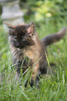 Maine Coon Kitten