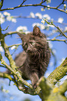 Maine Coon Kitten on the tree