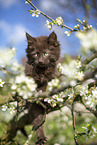 Maine Coon Kitten on the tree