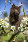Maine Coon Kitten on the tree