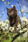 Maine Coon Kitten on the tree
