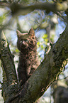 Maine Coon Kitten on tree