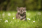 Maine Coon Kitten on meadow