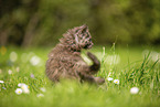 Maine Coon Kitten on meadow