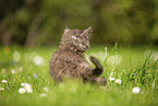 Maine Coon Kitten on meadow