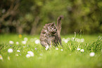 Maine Coon Kitten on meadow