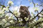 Maine Coon Kitten on tree