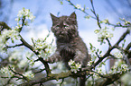Maine Coon Kitten on tree