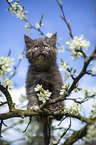 Maine Coon Kitten on tree