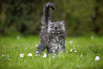 Maine Coon Kitten on meadow