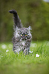 Maine Coon Kitten on meadow