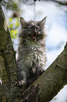 Maine Coon Kitten on tree