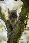 Maine Coon Kitten on tree