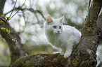 young white Maine Coon