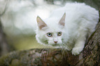 young white Maine Coon