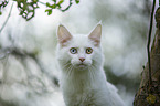 young white Maine Coon