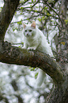 young white Maine Coon