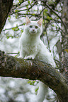 young white Maine Coon