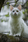 young white Maine Coon