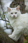 young white Maine Coon