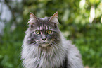 Maine Coon Portrait