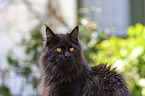 Maine Coon Portrait