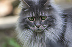 Maine Coon Portrait