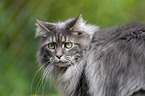 Maine Coon Portrait