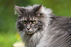 Maine Coon Portrait