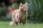 Maine Coon tomcat