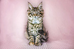 Maine Coon Kitten