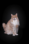 sitting Maine Coon