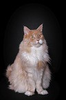 sitting Maine Coon