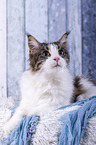 lying Maine Coon