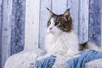 lying Maine Coon