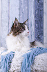 lying Maine Coon