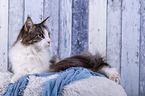 lying Maine Coon