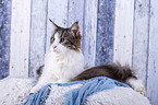 lying Maine Coon