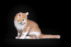 Maine Coon Kitten
