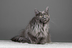 sitting Maine Coon