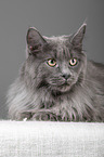 lying Maine Coon