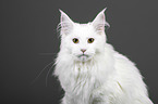 Maine Coon Portrait