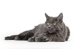 lying Maine Coon