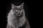 Maine Coon Portrait