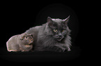 guinea pig and maine coon
