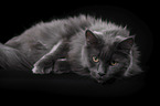 lying Maine Coon