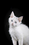 Maine Coon Kitten