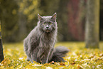 sitting Maine Coon