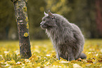 sitting Maine Coon