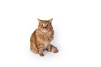 sitting Maine Coon